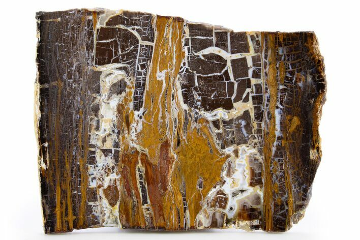 Polished Petrified Shrinkwood Slab - Parker, Colorado #302910